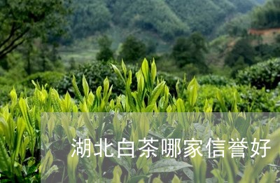 湖北白茶哪家信誉好/2023072161916