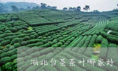 湖北白茶茶叶哪家好/2023072149705