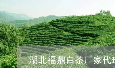 湖北福鼎白茶厂家代理/2023100381595