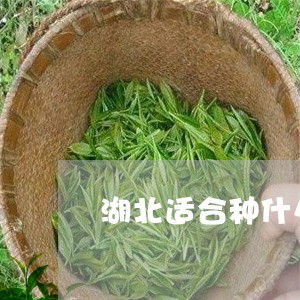 湖北适合种什么茶树/2023042131706