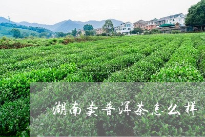 湖南卖普洱茶怎么样/2023101661836