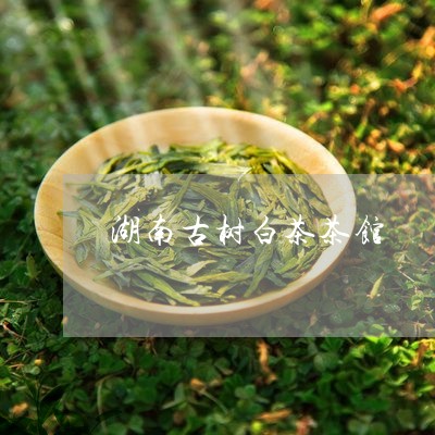 湖南古树白茶茶馆/2023062274928