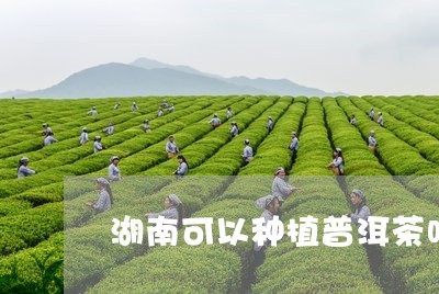 湖南可以种植普洱茶吗/2023061317147