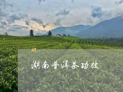 湖南普洱茶功效/2023110772847