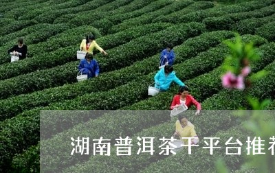 湖南普洱茶干平台推荐/2023100558160