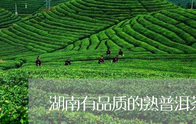 湖南有品质的熟普洱茶/2023063095926