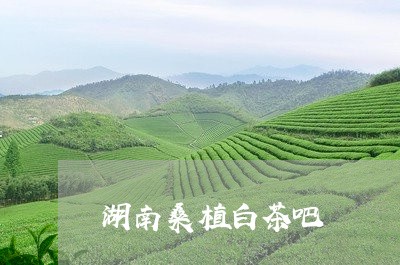 湖南桑植白茶吧/2023060218681