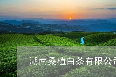 湖南桑植白茶有限公司/2023100323946