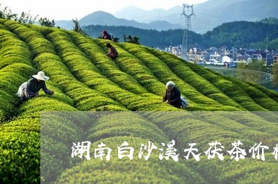 湖南白沙溪天茯茶价格/2023071507270