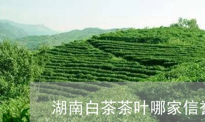 湖南白茶茶叶哪家信誉好/2023102727371