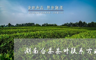 湖南白茶茶叶联系方式/2023100392537