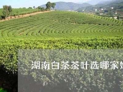 湖南白茶茶叶选哪家好/2023100304839