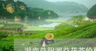 湖南益阳湘益茯茶价格/2023071503736