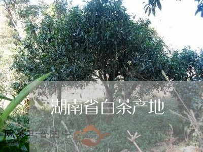 湖南省白茶产地/2023060235038