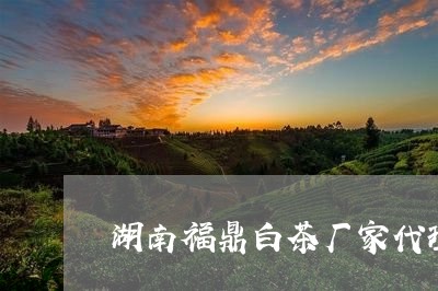 湖南福鼎白茶厂家代理/2023100312827