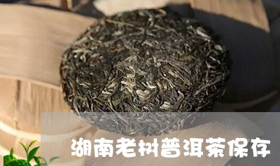 湖南老树普洱茶保存/2023121886148