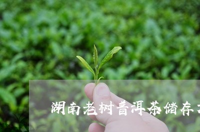 湖南老树普洱茶储存方法/2023121834160