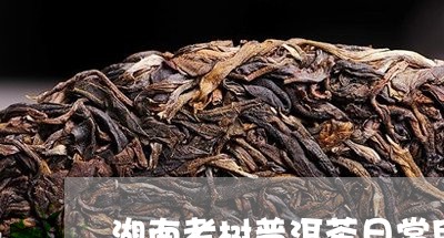 湖南老树普洱茶日常用法/2023121848683