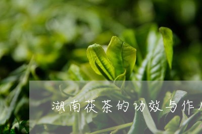 湖南茯茶的功效与作用禁忌/2023051146283
