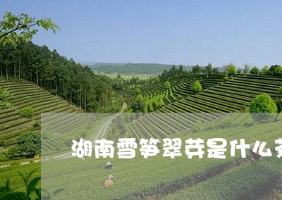 湖南雪笋翠芽是什么茶/2023071466958