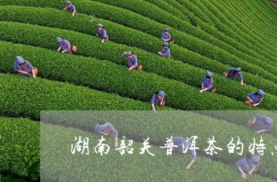 湖南韶关普洱茶的特点是/2023050514948