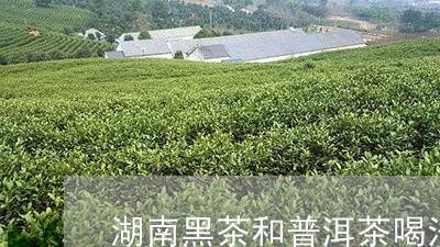 湖南黑茶和普洱茶喝法/2023062368481