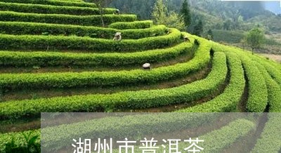 湖州市普洱茶/2023042880099