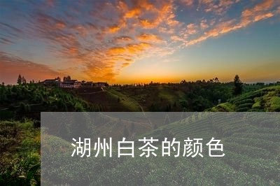 湖州白茶的颜色/2023060294946