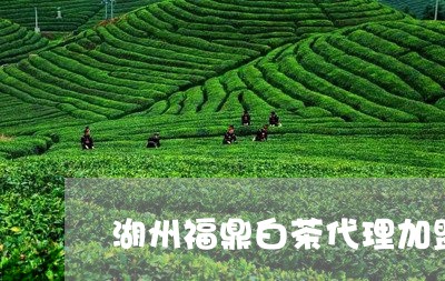 湖州福鼎白茶代理加盟/2023100236261