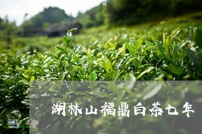 湖林山福鼎白茶七年/2023120361514