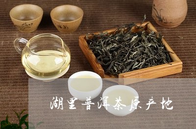 湖里普洱茶原产地/2023121862717