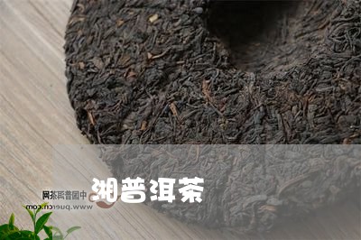 湘普洱茶/2023121802937