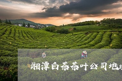 湘潭白茶茶叶公司地址/2023100219603