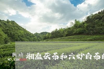 湘益茯茶和六妙白茶的区别/2023110324049