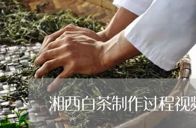 湘西白茶制作过程视频图片/2023110358162