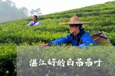 湛江好的白茶茶叶/2023062274026