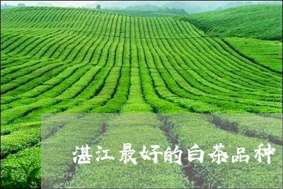 湛江最好的白茶品种/2023082576149