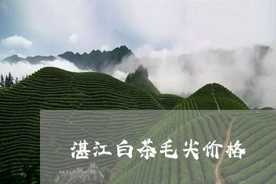 湛江白茶毛尖价格/2023062250793