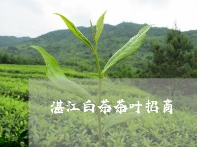 湛江白茶茶叶招商/2023062229392