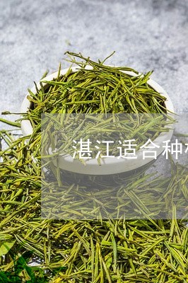 湛江适合种植普洱茶吗/2023092572825