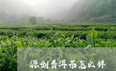 源创普洱茶怎么样/2023110752605