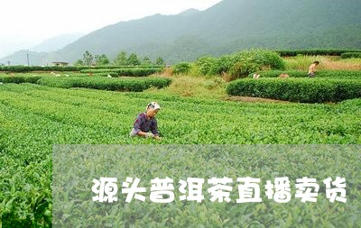 源头普洱茶直播卖货/2023081638426