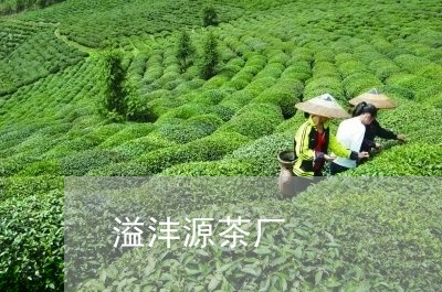 溢沣源茶厂/2023090202612