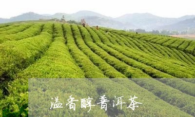 溢香醇普洱茶/2023042690217