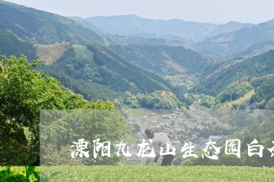 溧阳九龙山生态园白茶/2023100275258