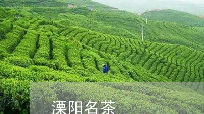 溧阳名茶/2023090193925