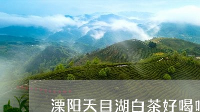 溧阳天目湖白茶好喝吗/2023100264938