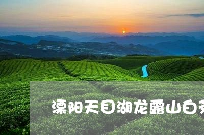 溧阳天目湖龙露山白茶/2023100248494