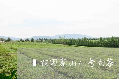 溧阳田家山1号白茶/2023071349673