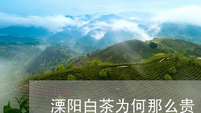 溧阳白茶为何那么贵/2023072151505